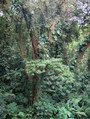 The natural world is very exuberant here.
